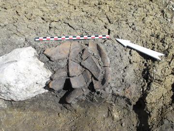 Détail d'un rejet de foyer de la fin du Second âge du Fer