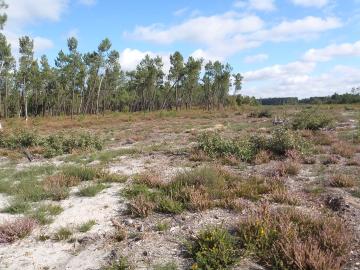 Vue générale du site avant le décapage