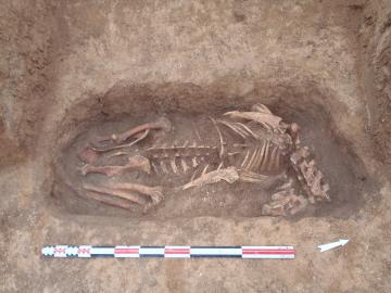 Vue de détail du cervidé adulte, fosse 46, Les Sablons à Gond-Pontouvre (Charente), 2014-2015