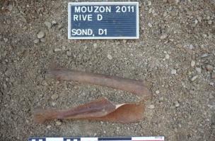 Membre d&rsquo;Equus hydruntinus en connexion anatomique, sur une &icirc;le fossile de la Meuse lors d&rsquo;un diagnostic effectu&eacute; en  2011 au pr&eacute;alable &agrave; la construction d&rsquo;un barrage - Mouzon (08)