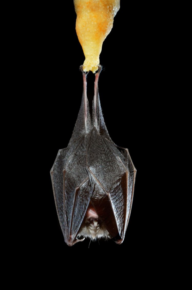 Chauve-souris suspendue &agrave; une stalactite dans la grotte Slin (Gard)